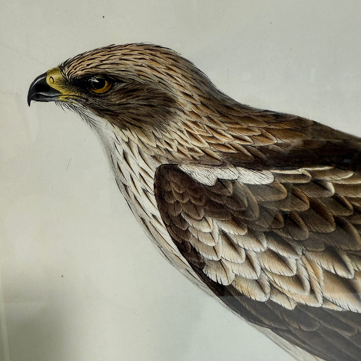 "Booted Eagle" Drawn from Nature Print