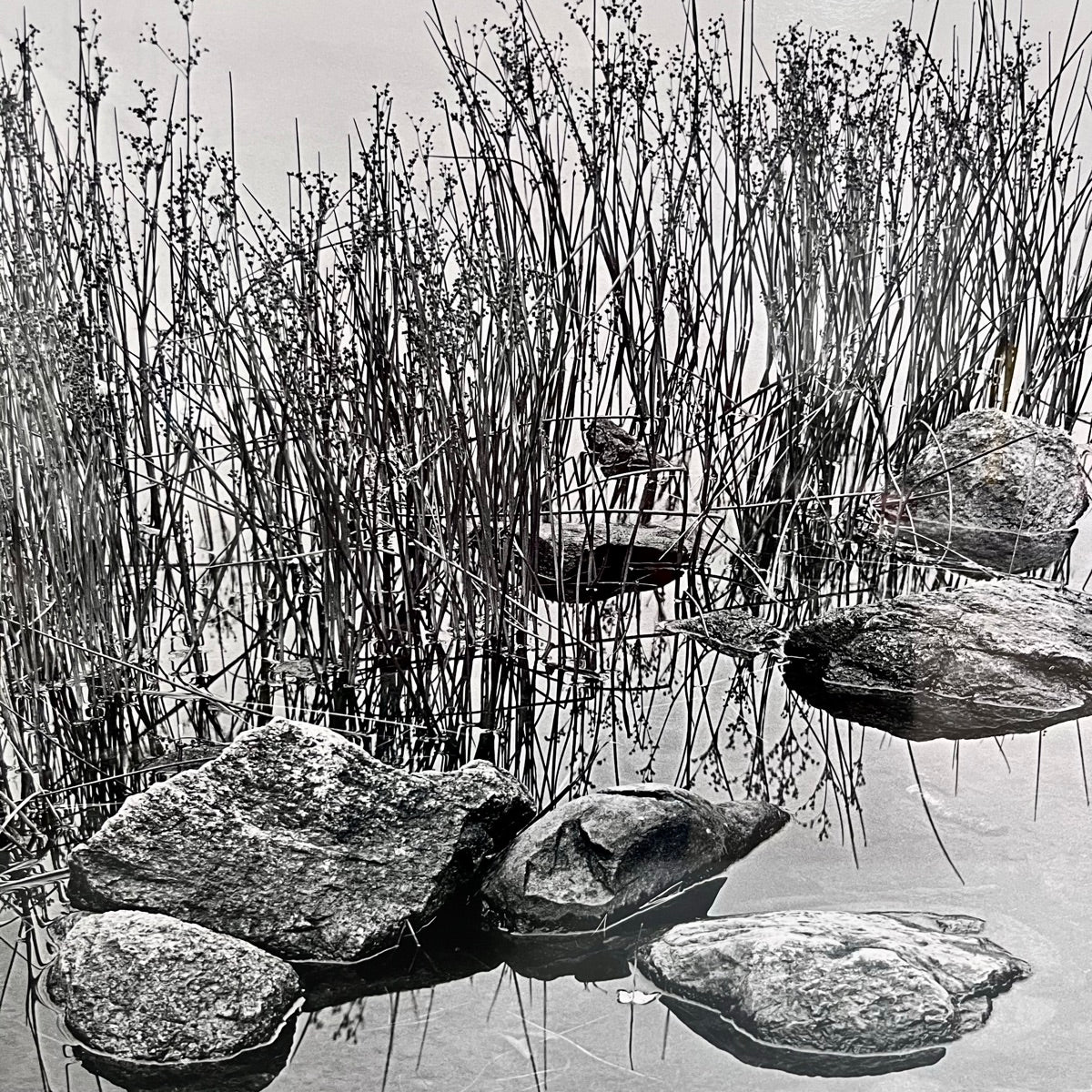 "Prairie Grass in Water" Fine Art Photograph 3/250 Signed