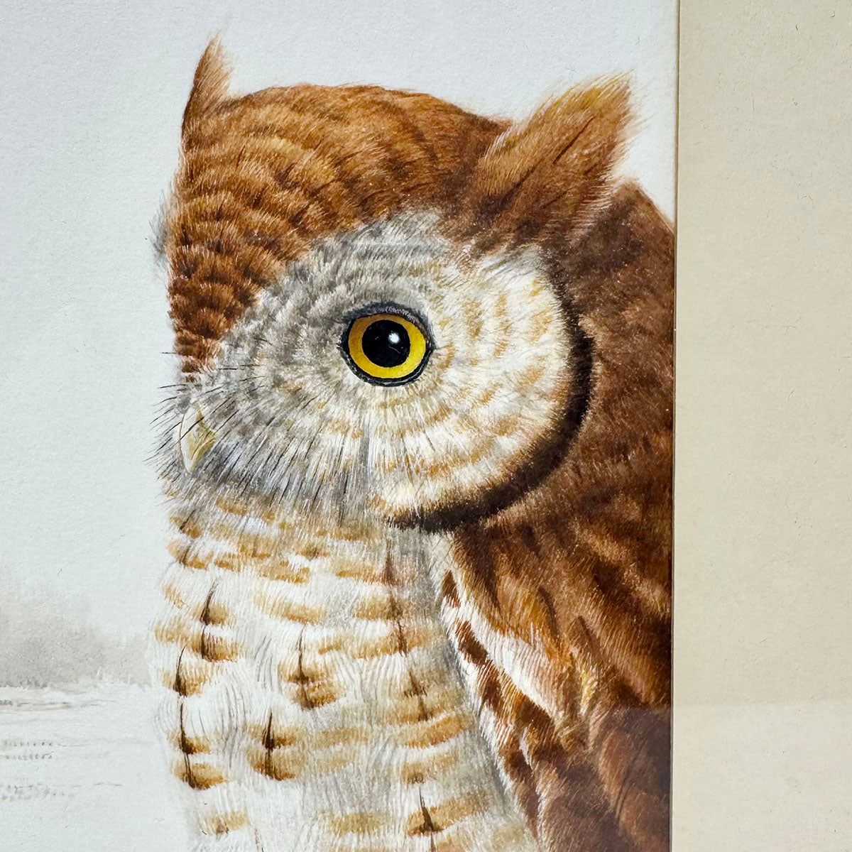 Framed Painting "Study of a Screech Owl" signed