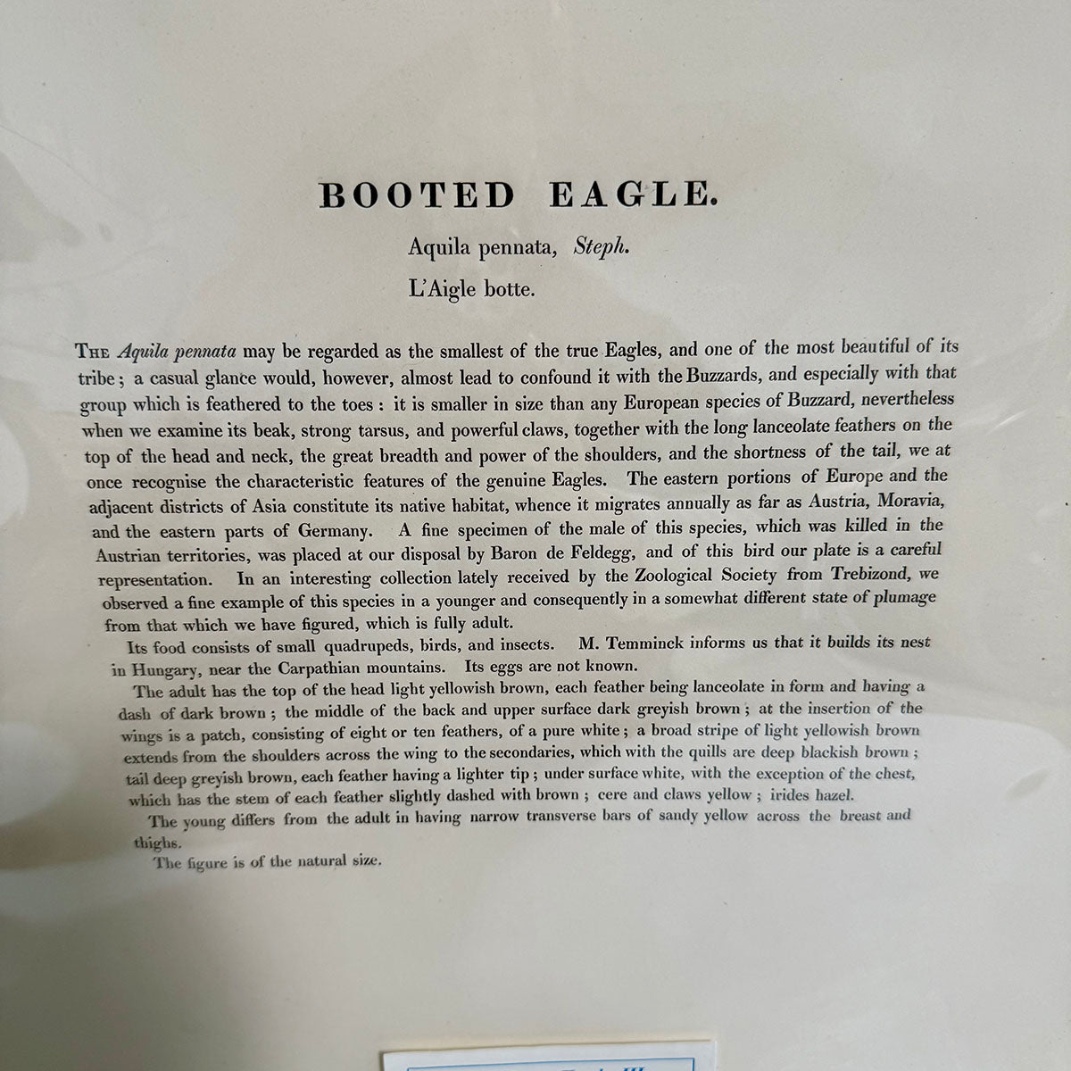 "Booted Eagle" Drawn from Nature Print