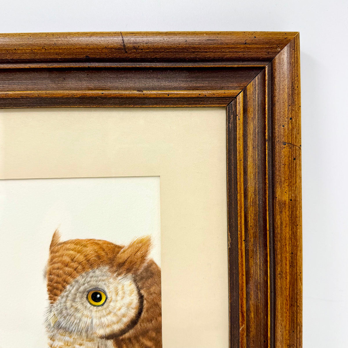 Framed Painting "Study of a Screech Owl" signed