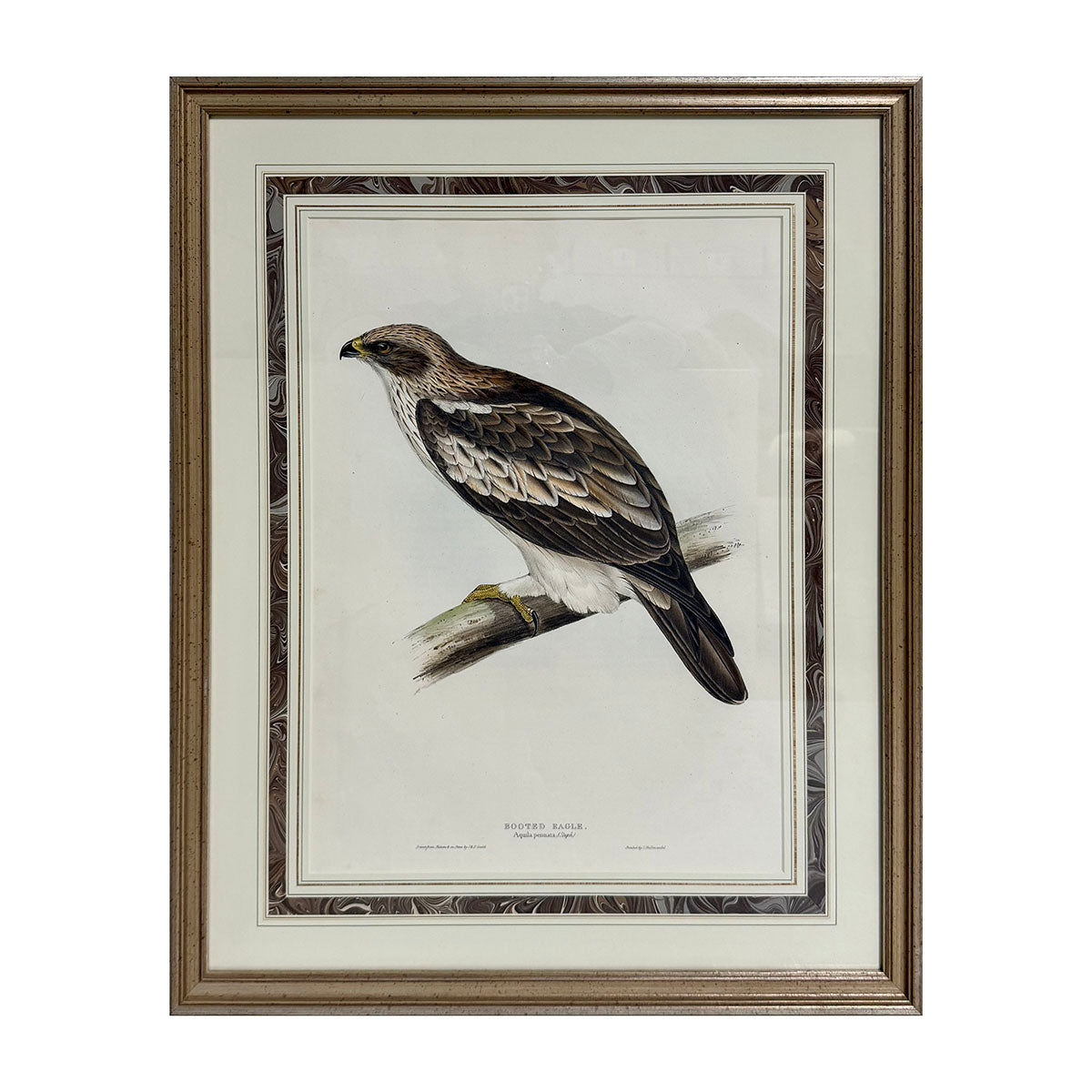 "Booted Eagle" Drawn from Nature Print