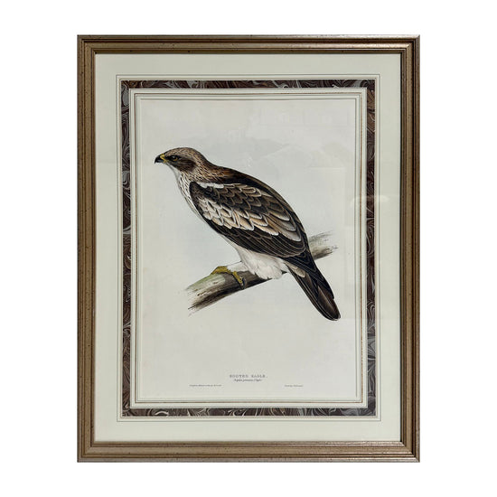 "Booted Eagle" Drawn from Nature Print