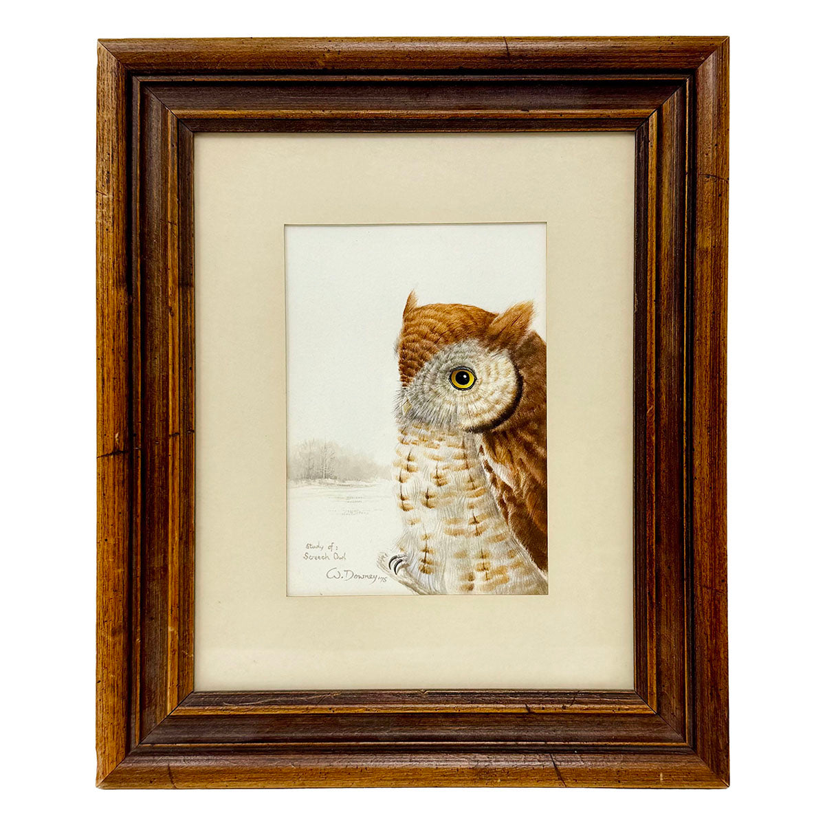 Framed Painting "Study of a Screech Owl" signed
